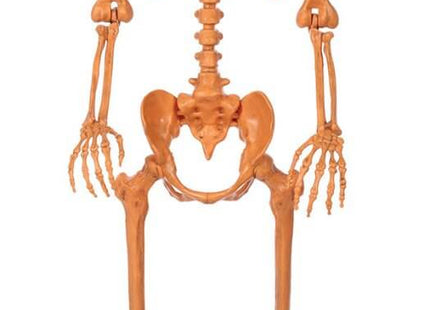 Pumpkin Head Skeleton Orange 60" - SKU:W83175 - UPC:10190842831751 - Party Expo
