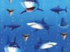 Shark Splash Value Stickers - SKU:040887- - UPC:073525997629 - Party Expo