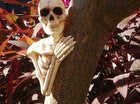 Skull Tree Peeker (1ct) - SKU:W83229 - UPC:190842832294 - Party Expo